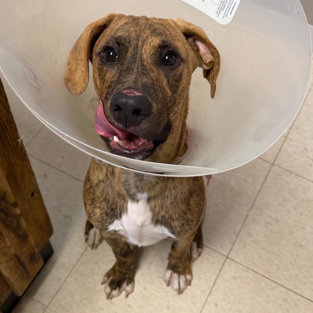Huck, Adoptable, Young Male Plott Hound & Boxer.