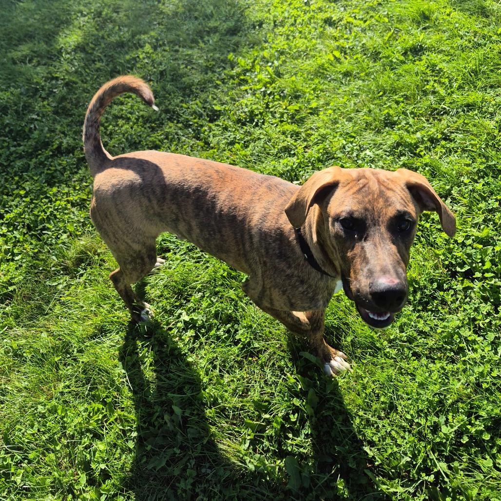 Enlarge Huck, a Adoptable mixed breed in Milford, IA image 2/6