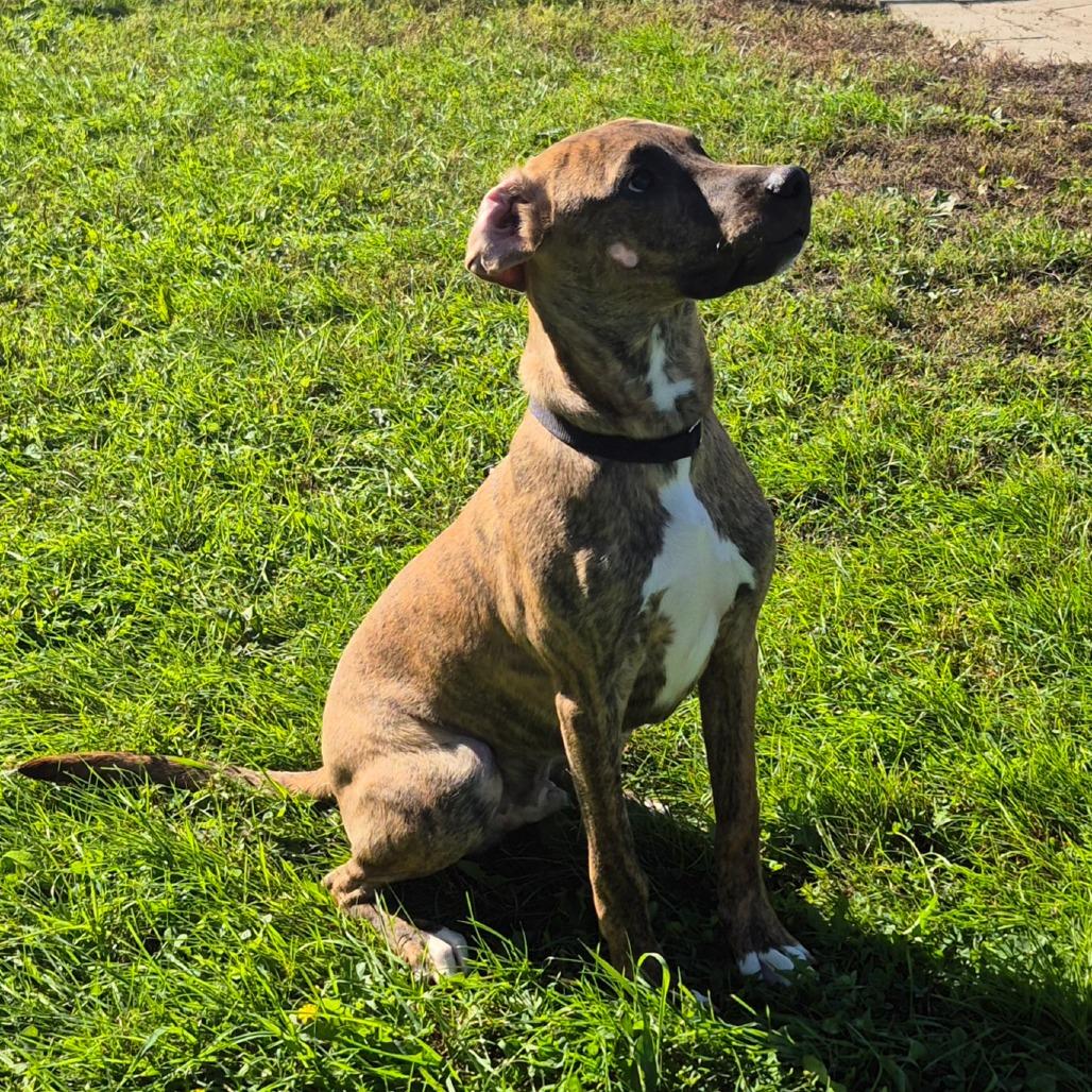 Enlarge Huck, a Adoptable mixed breed in Milford, IA image 3/6
