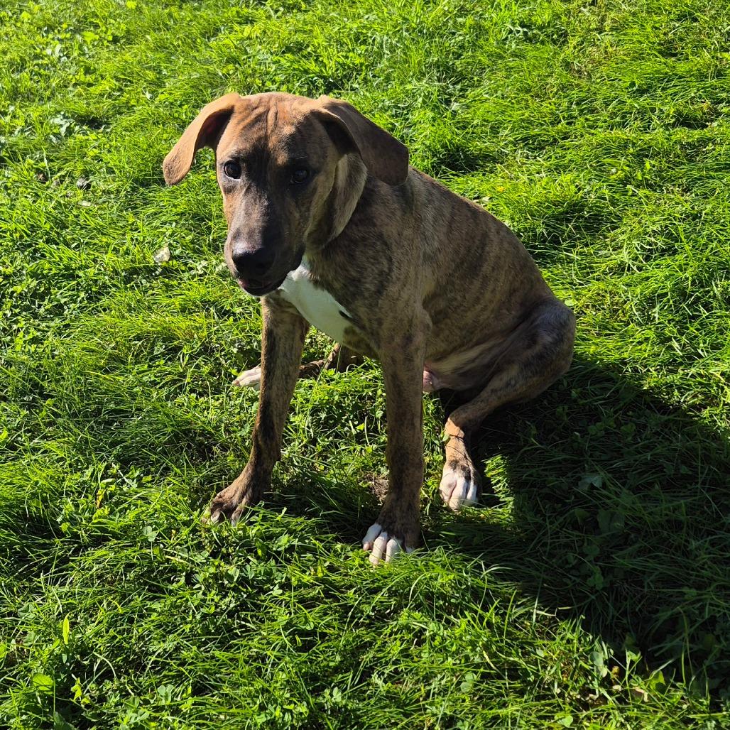Enlarge Huck, a Adoptable mixed breed in Milford, IA image 4/6