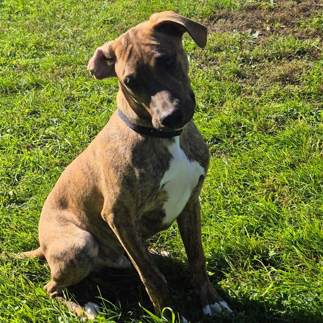 Enlarge Huck, a Adoptable mixed breed in Milford, IA image 5/6