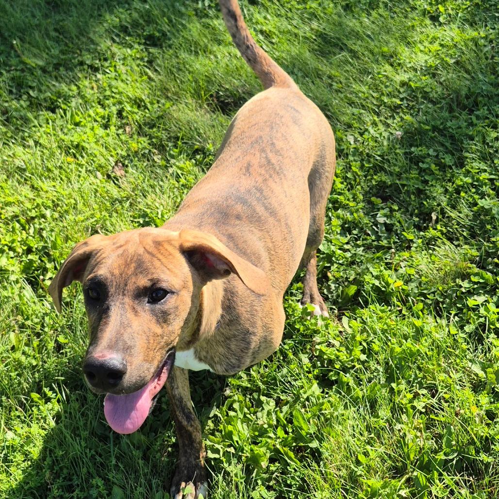 Enlarge Huck, a Adoptable mixed breed in Milford, IA image 6/6