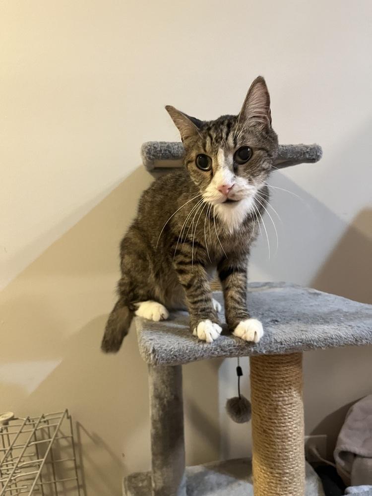 Ned, Adoptable, Senior Male Domestic Short Hair.