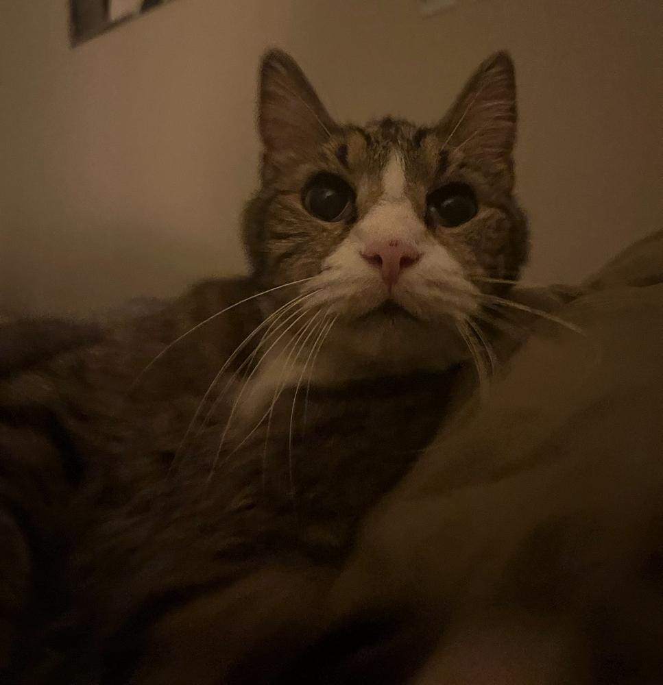 Enlarge Ned, a Adoptable mixed breed in Wheaton, IL image 2/5