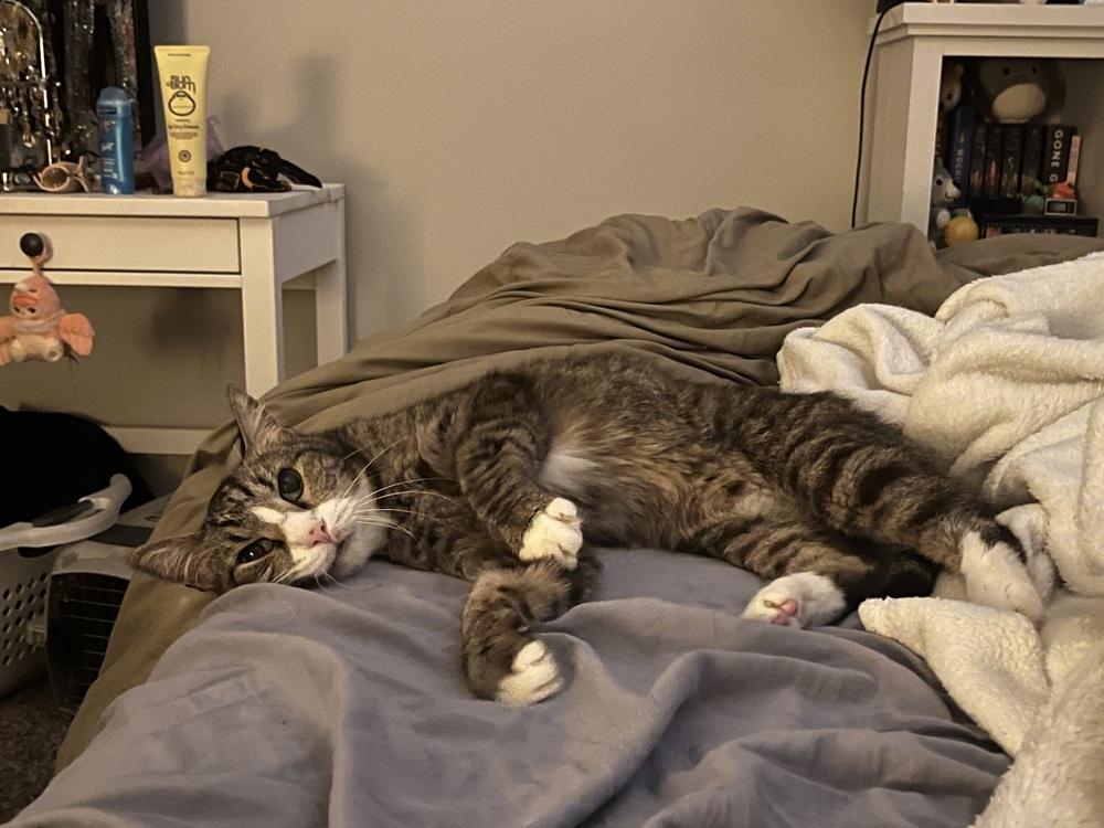 Enlarge Ned, a Adoptable mixed breed in Wheaton, IL image 4/5