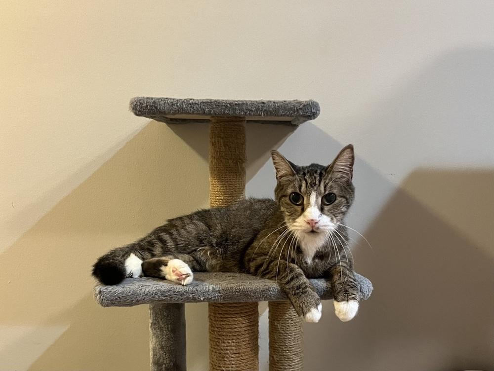 Ned, a Adoptable mixed breed in Wheaton, IL image 5/6