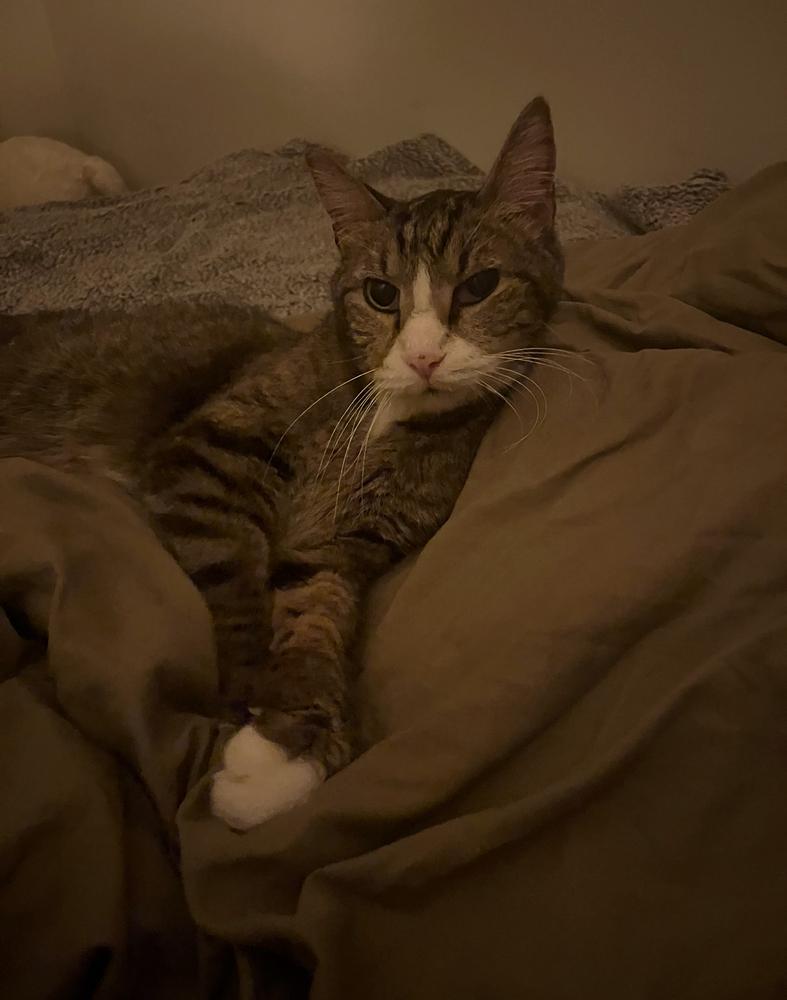 Enlarge Ned, a Adoptable mixed breed in Wheaton, IL image 5/5