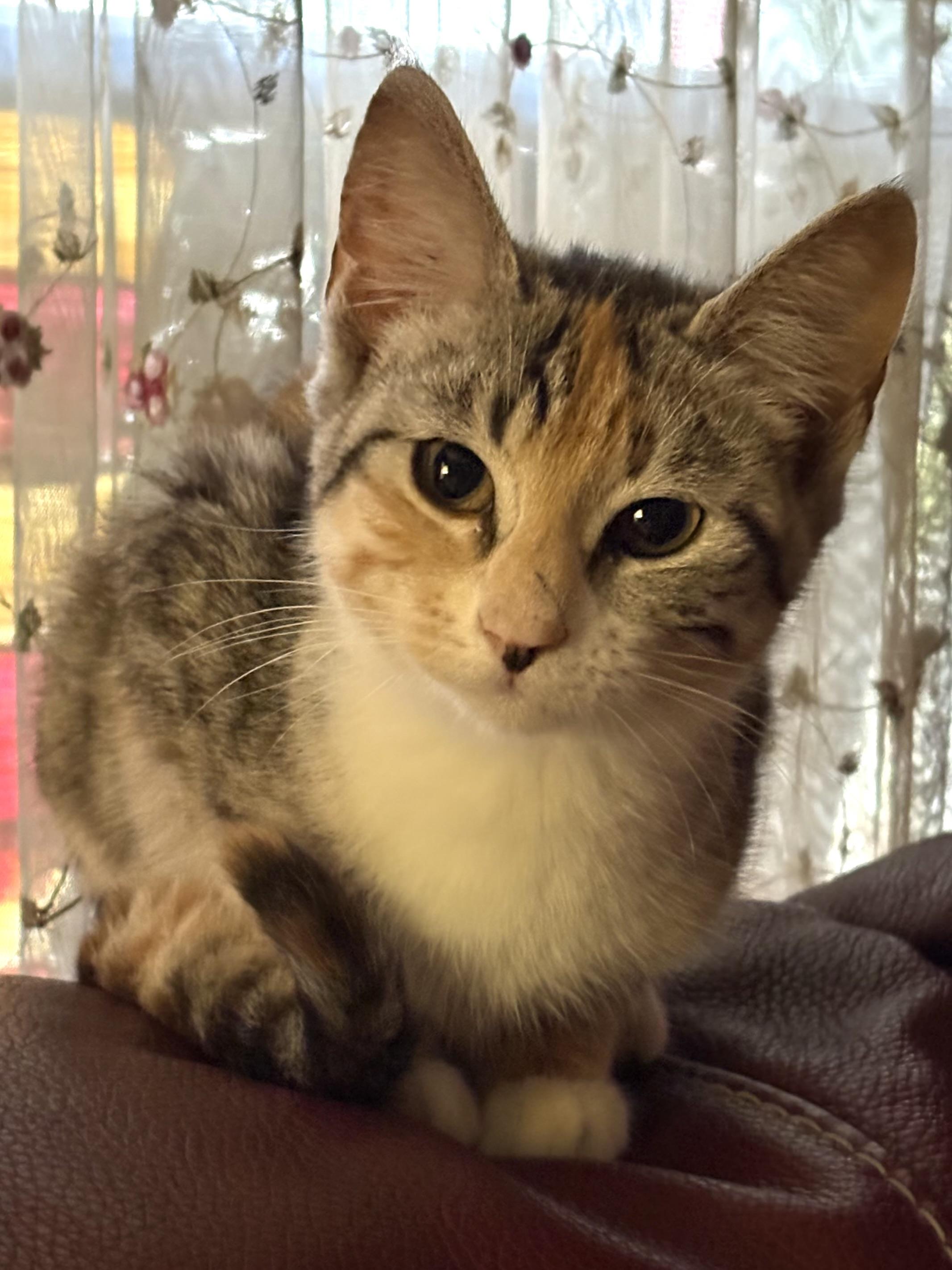 Daisy, adoptable, Kitten Female Tabby & Calico.
