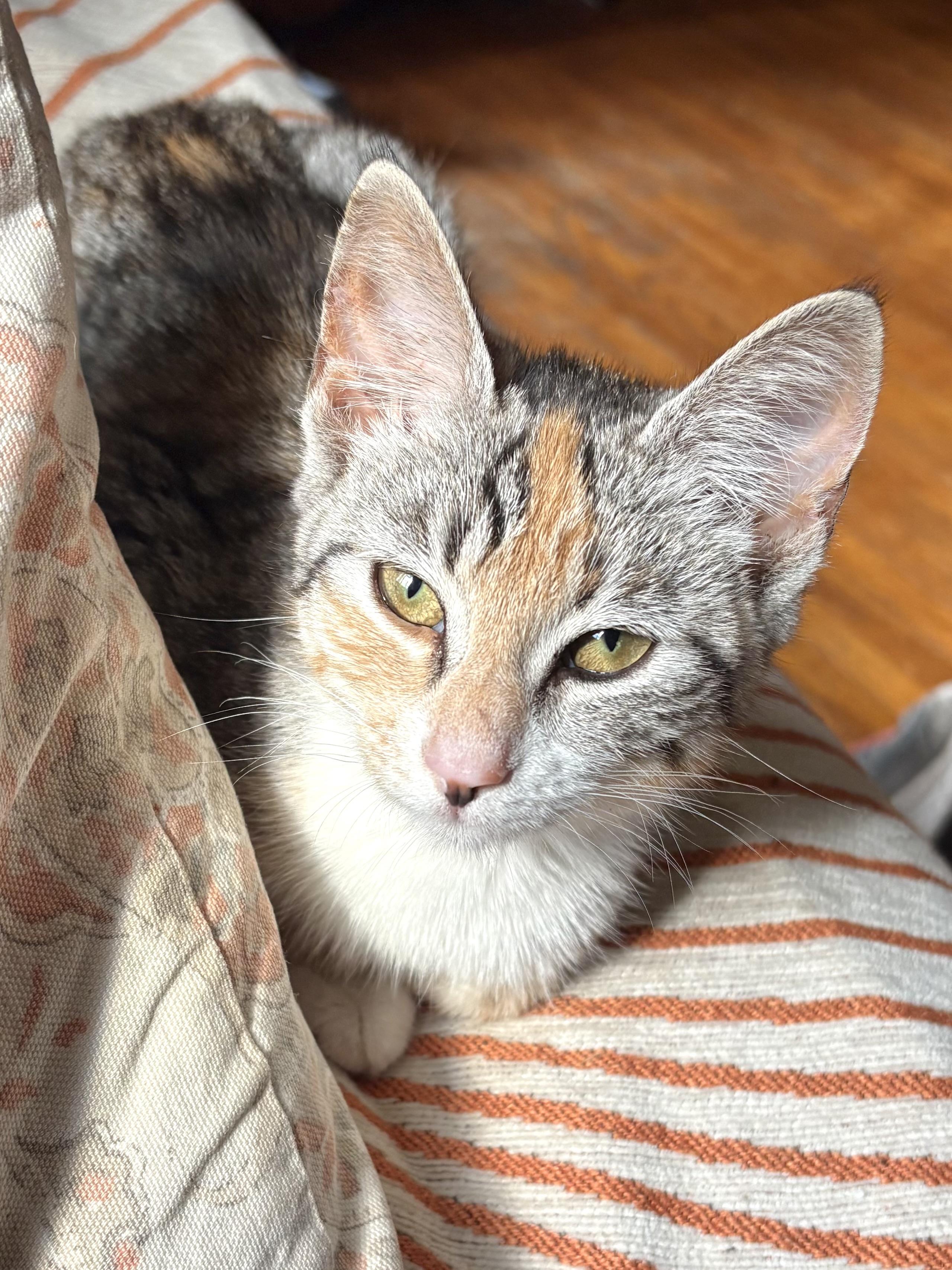 Daisy, an adoptable mixed breed in Belvidere, IL image 2/6