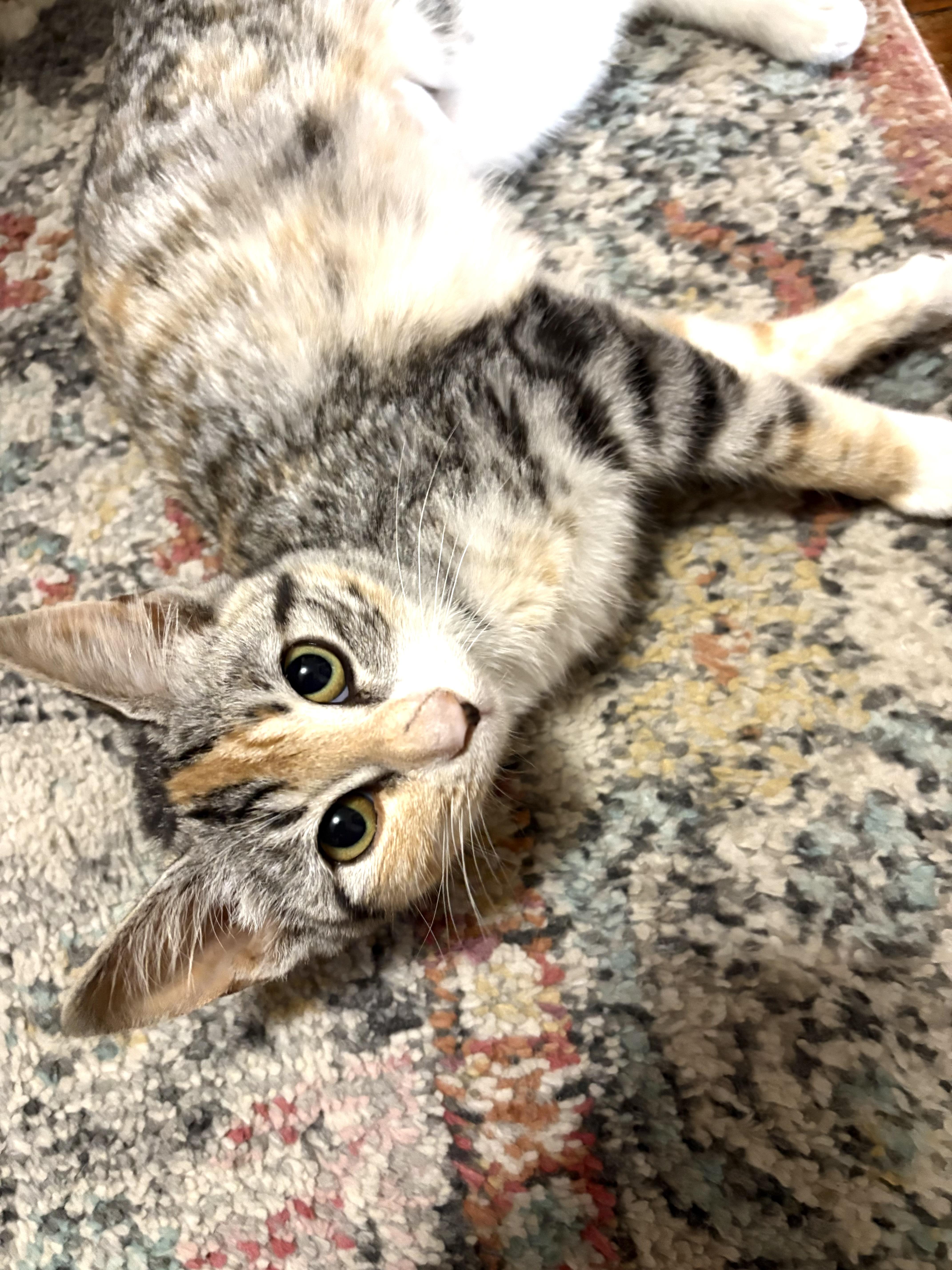 Daisy, an adoptable mixed breed in Belvidere, IL image 3/6