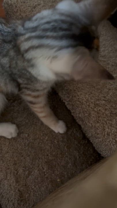 Enlarge Daisy, an adoptable mixed breed in Belvidere, IL video 6/6