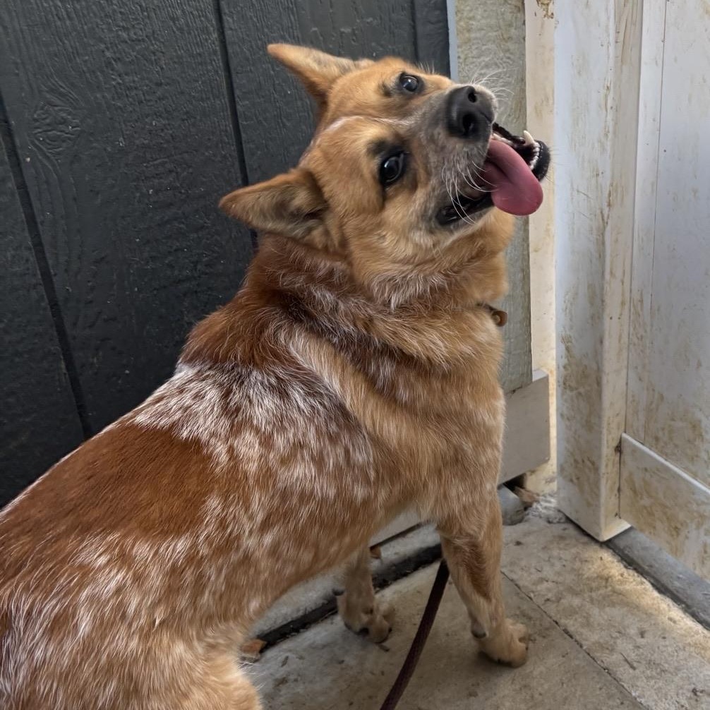Enlarge Nelson, a ADOPTABLE mixed breed in Saint Charles, MO image 5/5