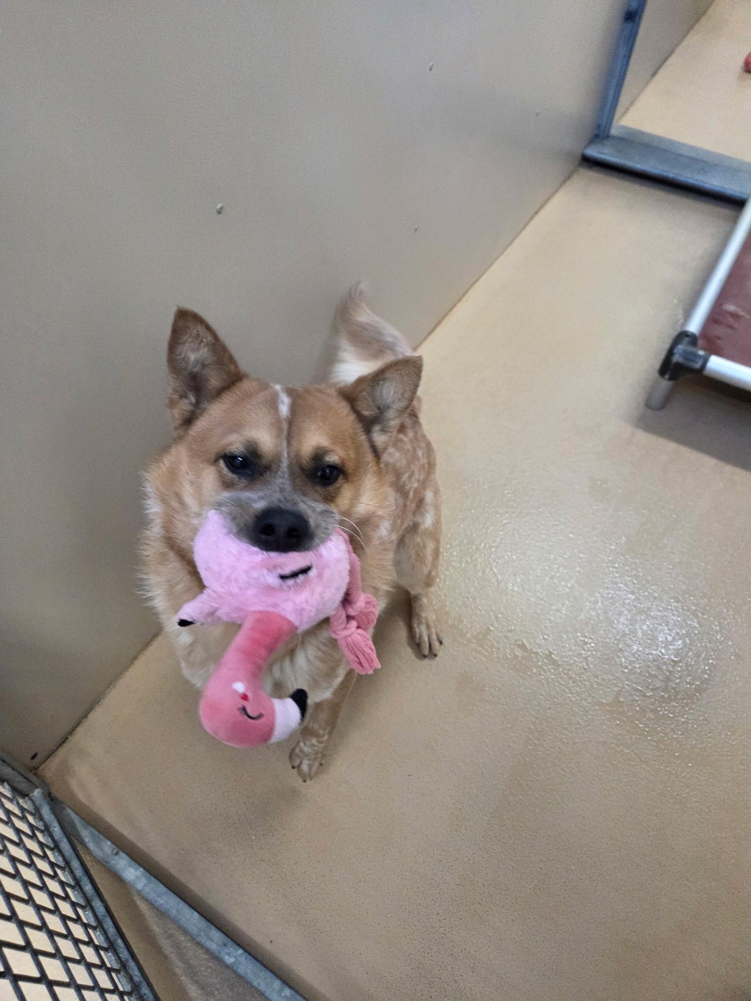 Enlarge Nelson, an adopted mixed breed in Saint Charles, MO image 3/6