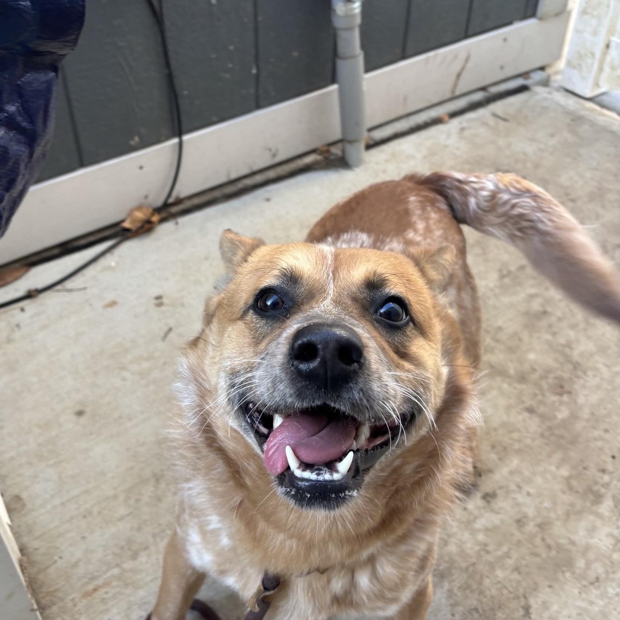 Enlarge Nelson, a ADOPTABLE mixed breed in Saint Charles, MO image 3/5