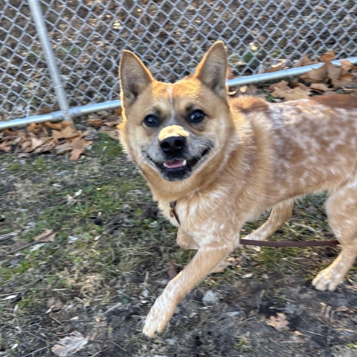 Enlarge Nelson, a ADOPTABLE mixed breed in Saint Charles, MO image 4/5
