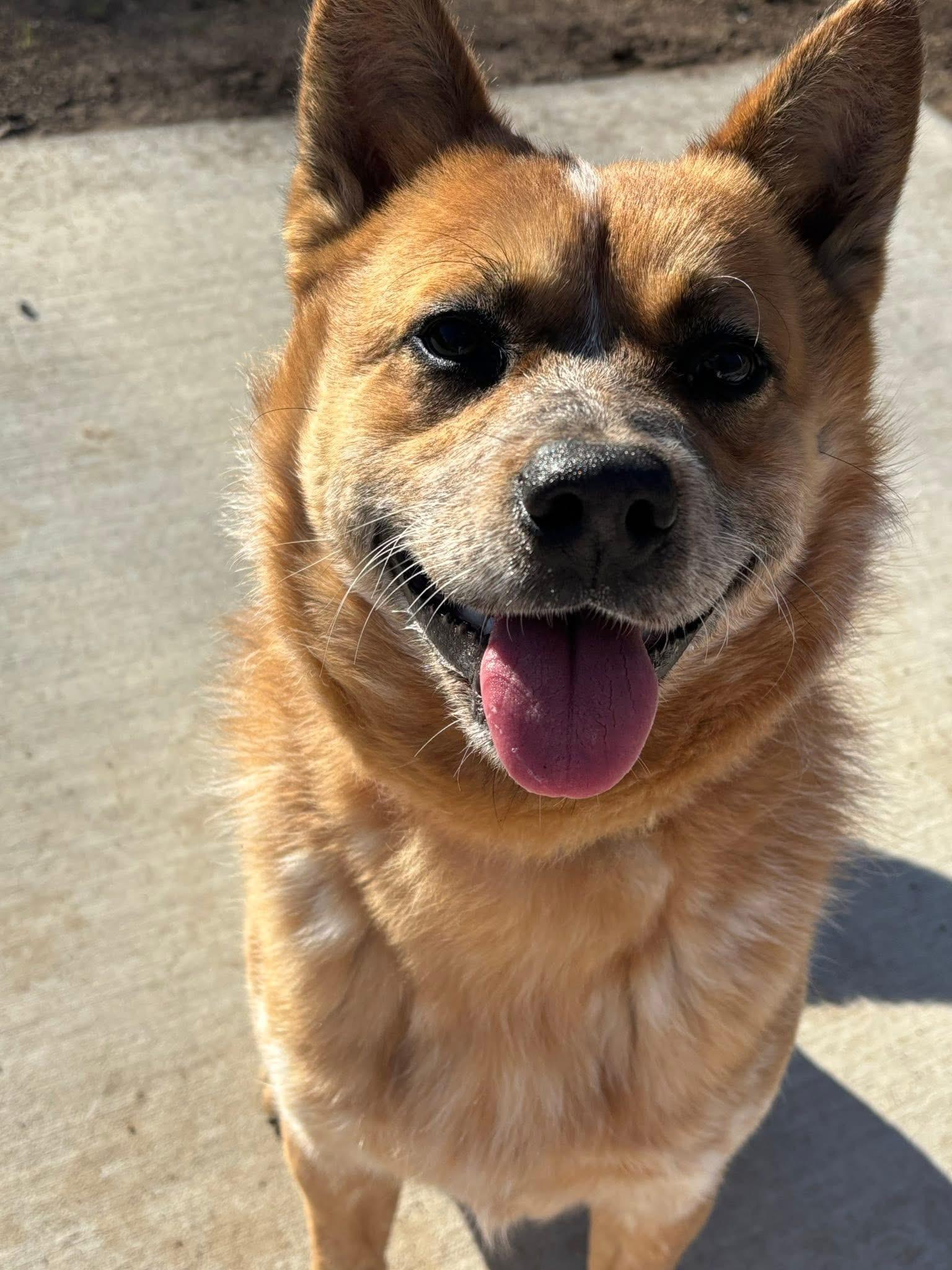 Nelson, ADOPTABLE, Young Male Cattle Dog.