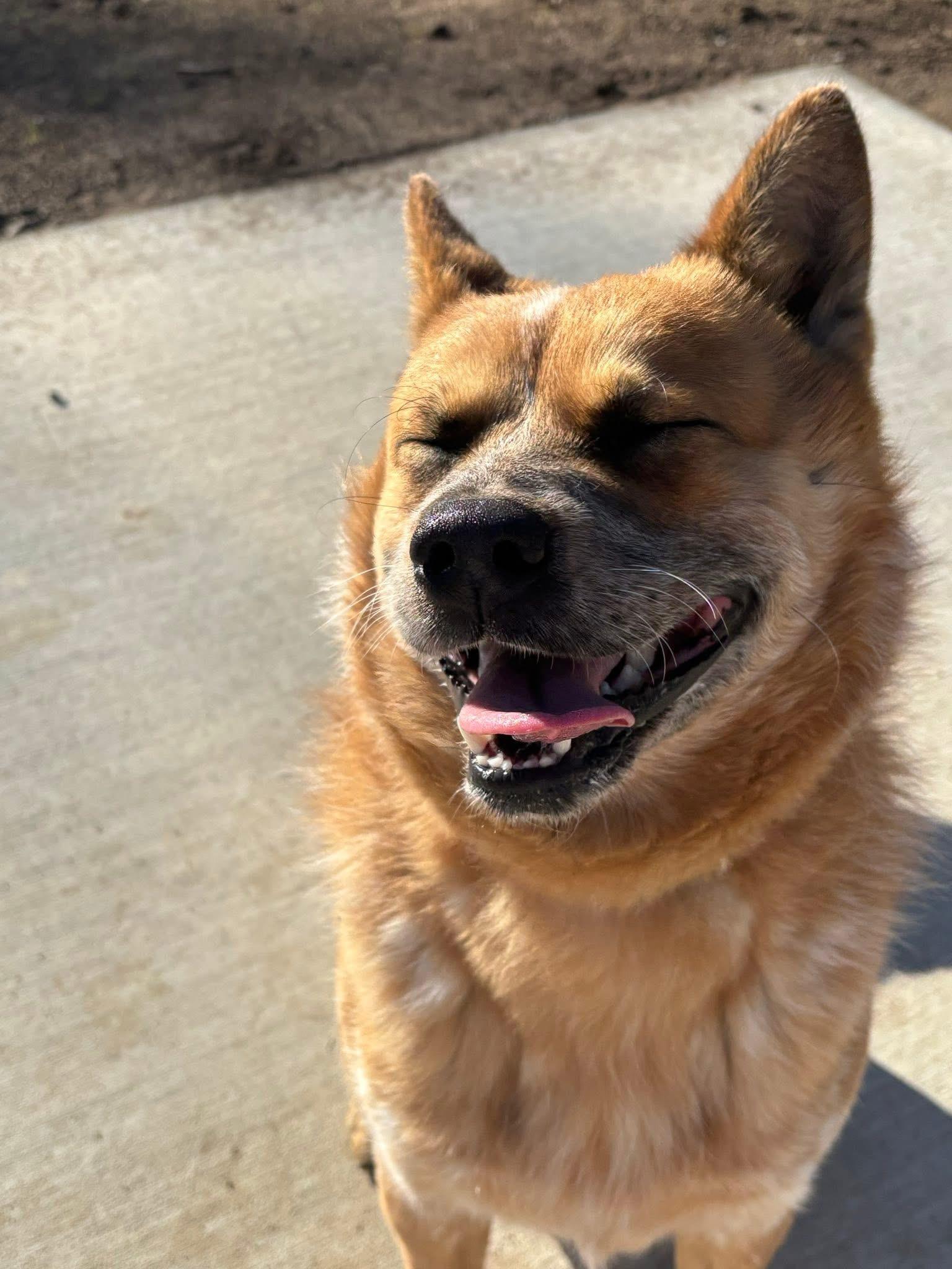 Enlarge Nelson, a ADOPTABLE mixed breed in Saint Charles, MO image 2/5