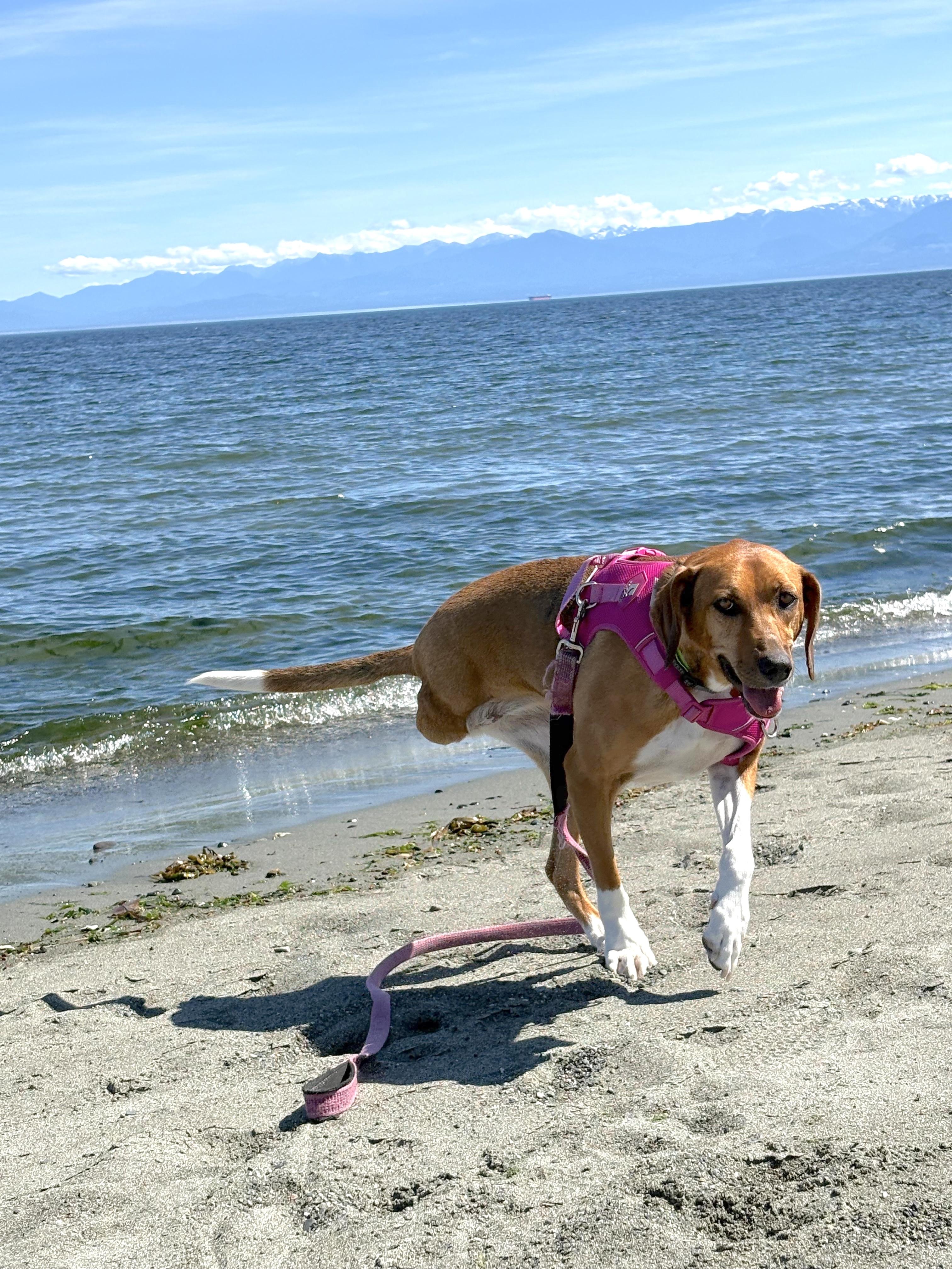 Enlarge Ms. Heart of Gold Nova, a Adoptable mixed breed in Vancouver, BC image 2/5