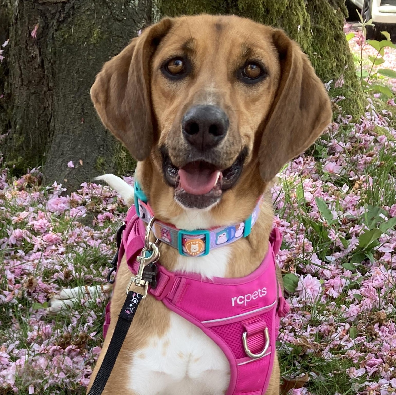 Ms. Heart of Gold Nova, Adoptable, Young Female Hound & Coonhound.
