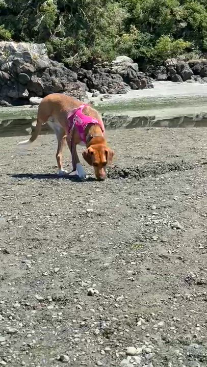 Enlarge Ms. Heart of Gold Nova, a Adoptable mixed breed in Vancouver, BC video 5/5