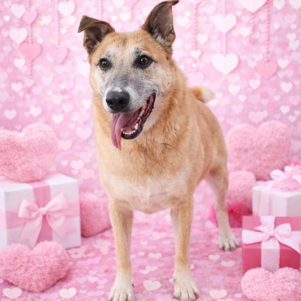 *Daisy Mae, Adoptable, Adult Female Shepherd.