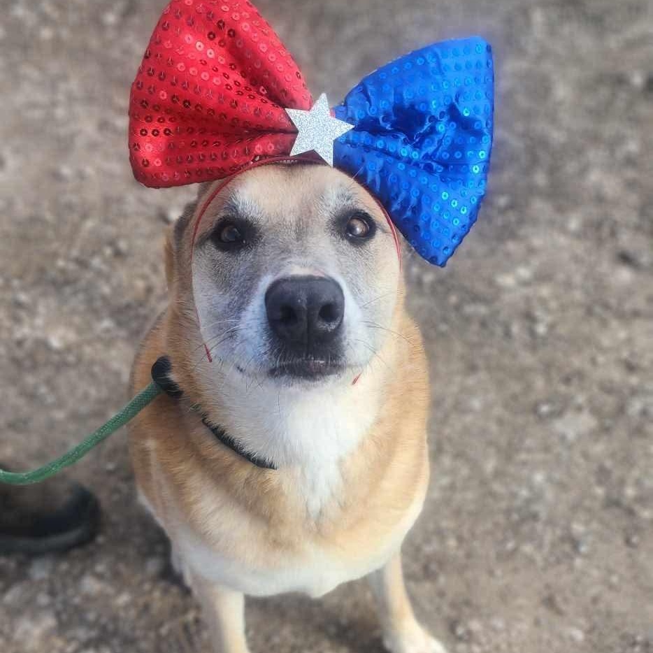 Enlarge *Daisy Mae, a Adoptable mixed breed in Justin, TX image 3/5