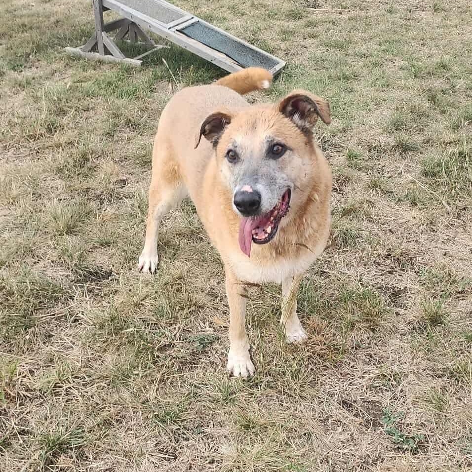Enlarge *Daisy Mae, a Adoptable mixed breed in Justin, TX image 5/5
