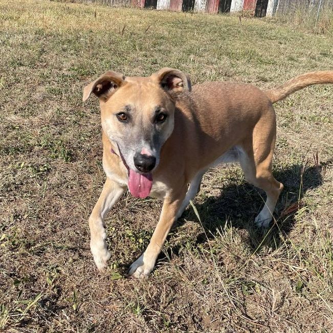 Enlarge *Daisy Mae, a Adoptable mixed breed in Justin, TX image 2/5