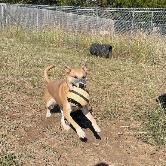Enlarge *Daisy Mae, a Adoptable mixed breed in Justin, TX image 4/5