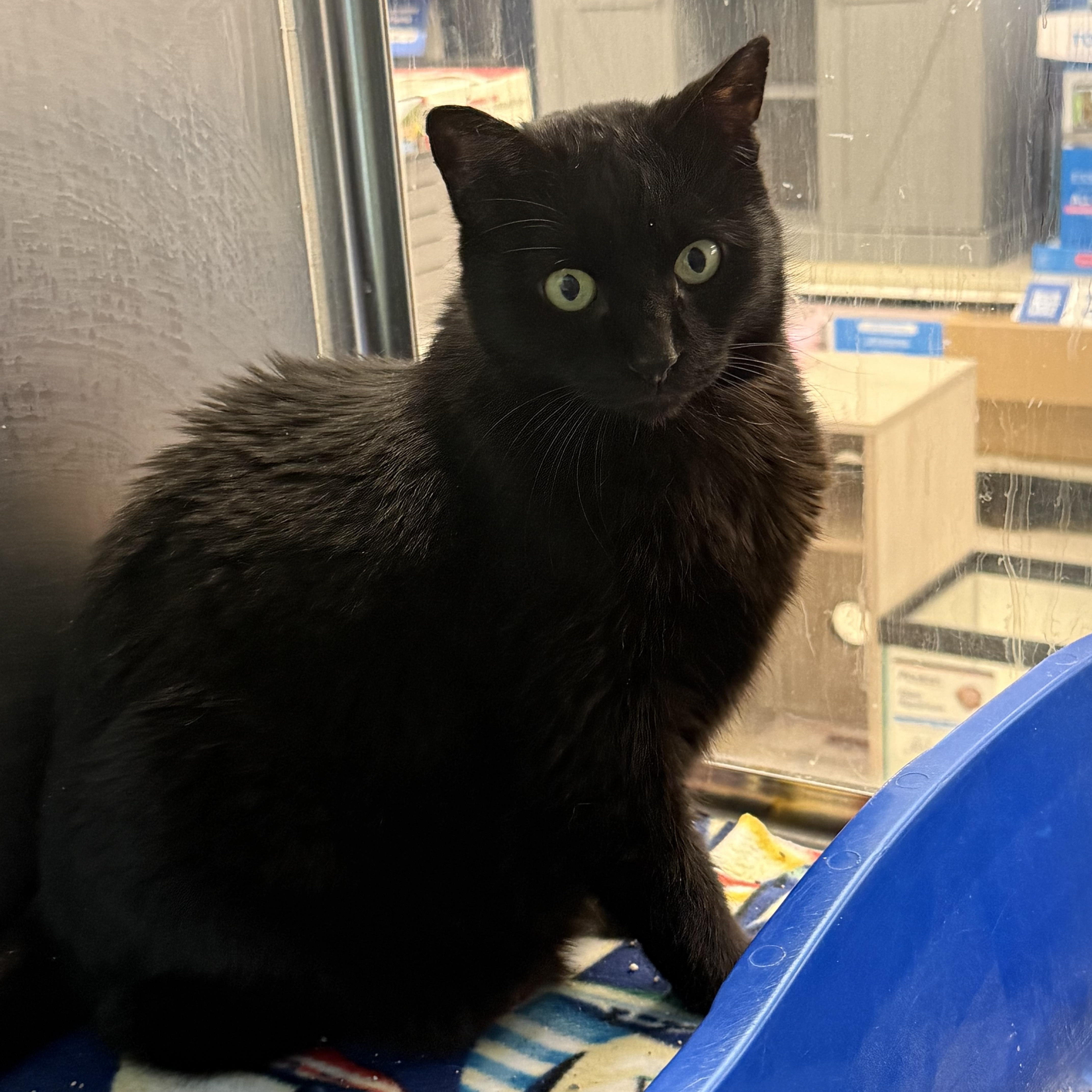 Enlarge Rosie, a ADOPTABLE Domestic Short Hair in Cambridge, MA image 2/2