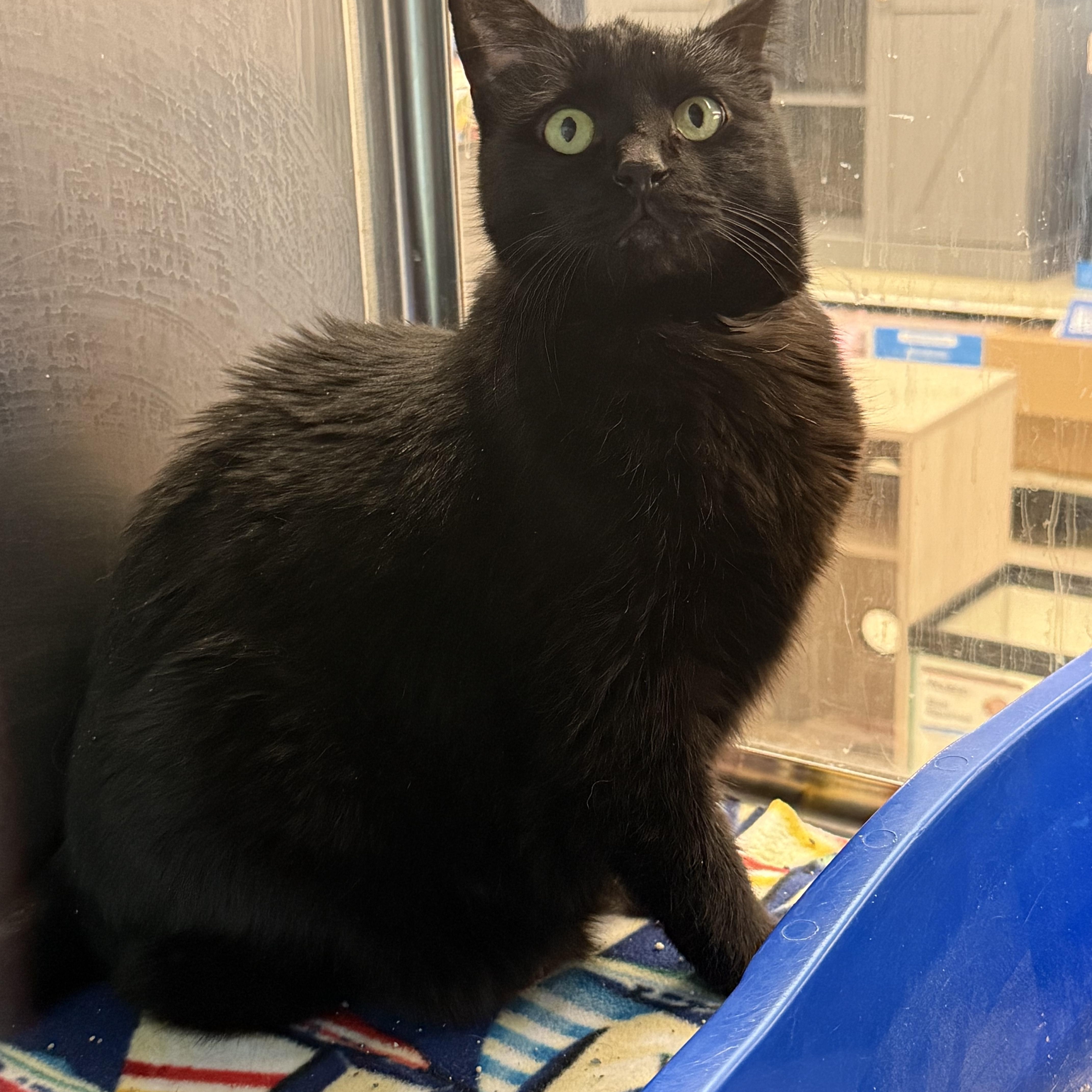 Enlarge Rosie, a ADOPTABLE Domestic Short Hair in Cambridge, MA image 1/2