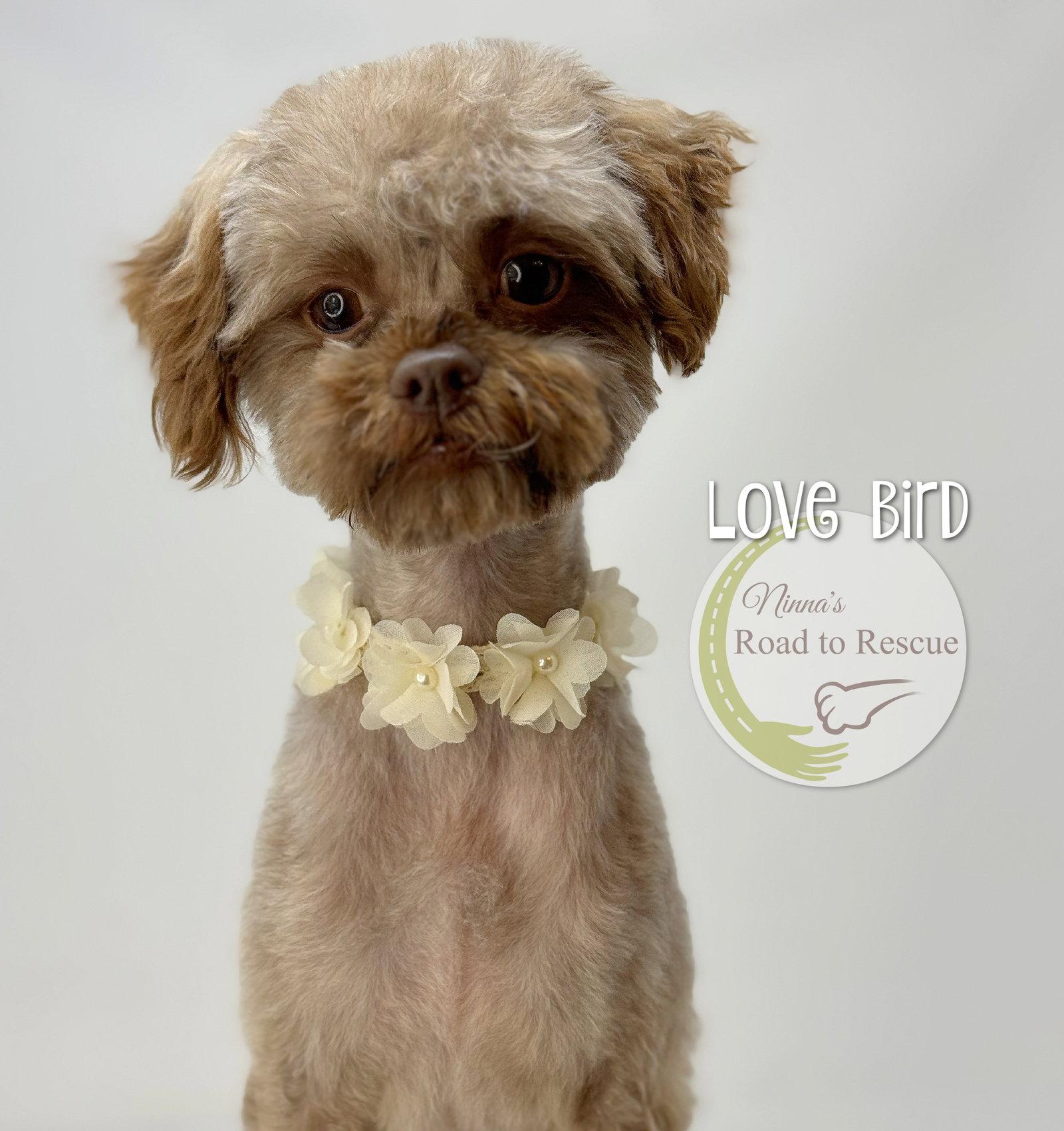 Love Bird, Adoptable, Young Female Shih Tzu & Poodle.