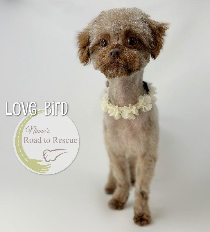Enlarge Love Bird, a Adoptable mixed breed in Benton, LA image 2/3