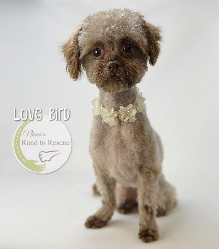 Enlarge Love Bird, a Adoptable mixed breed in Benton, LA image 3/3