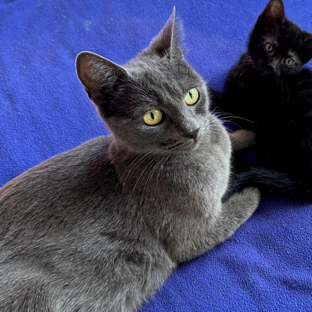 Betty, Adoptable, Adult Female Russian Blue & Domestic Short Hair.