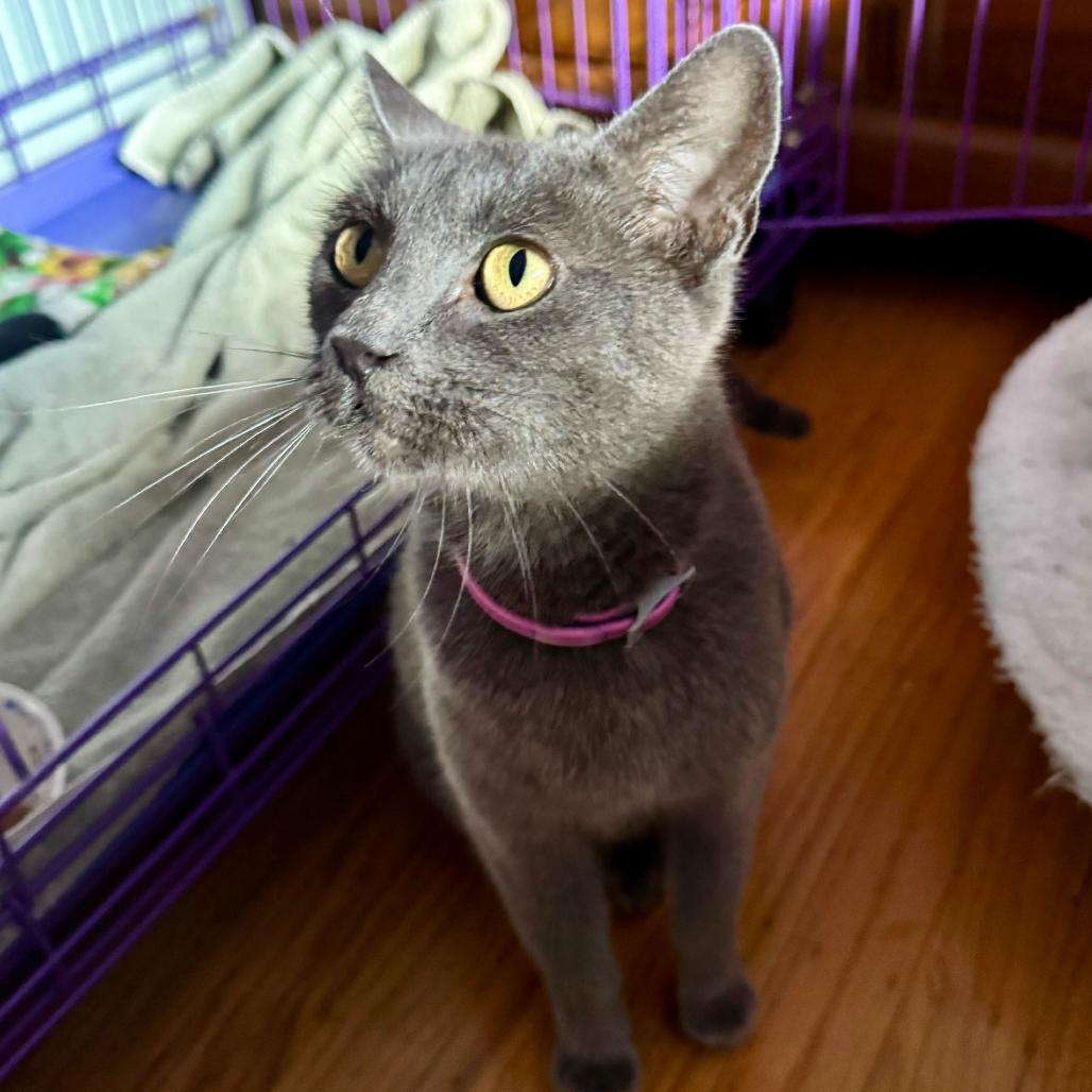 Betty, Adoptable, Adult Female Domestic Short Hair.