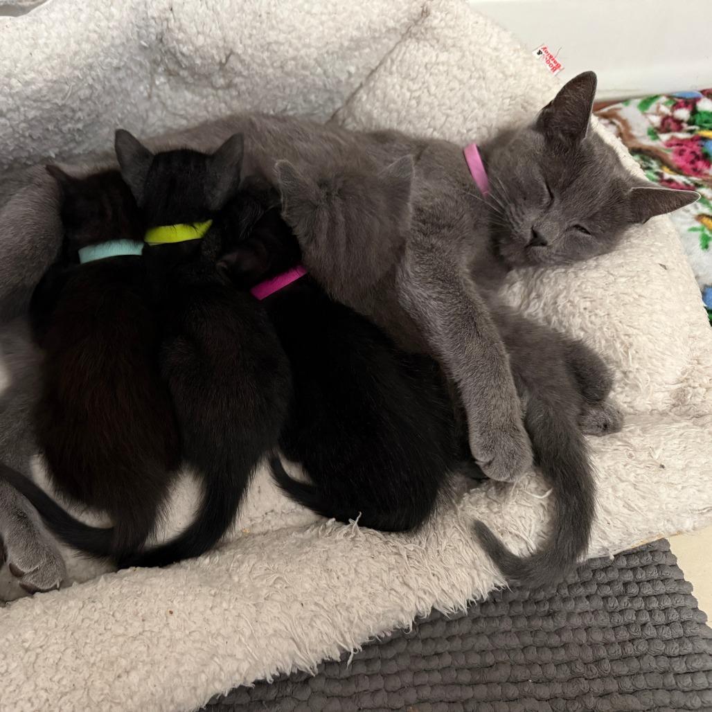 Enlarge Betty, a Adoptable Domestic Short Hair in Sunnyvale, CA image 2/2