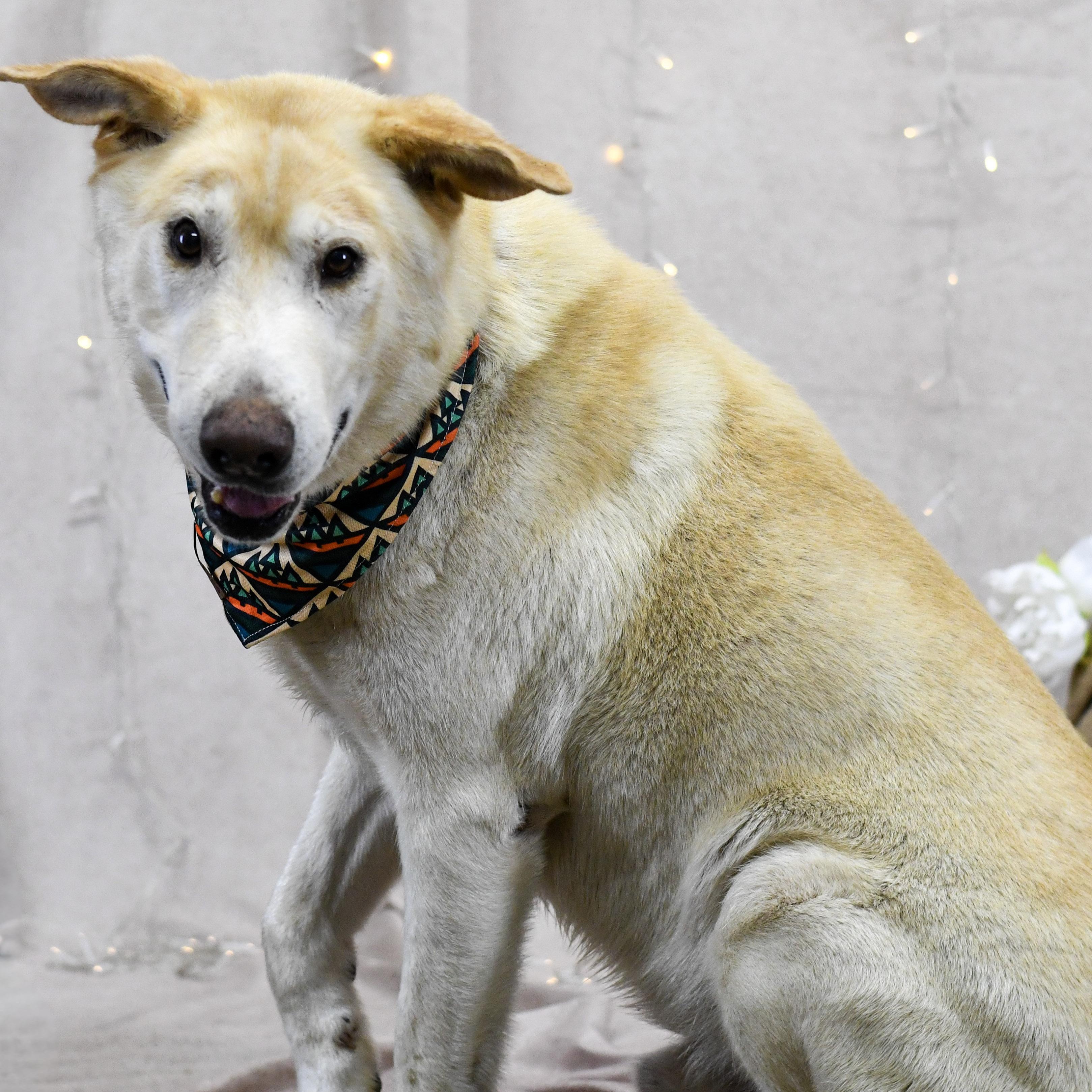 Yankee, a ADOPTABLE mixed breed in Defuniak Springs, FL image 2/2