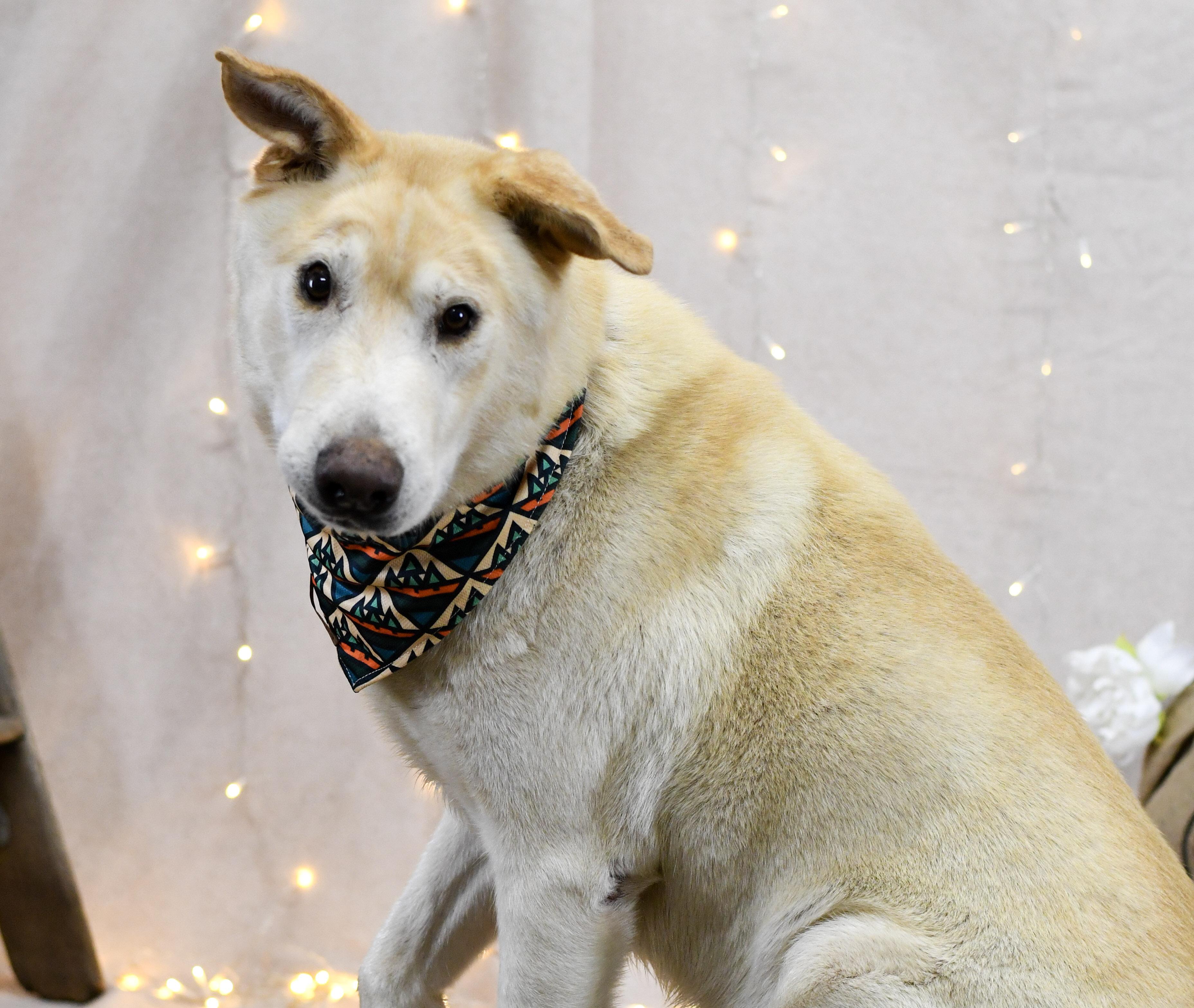 Yankee, ADOPTABLE, Senior Male Shepherd.