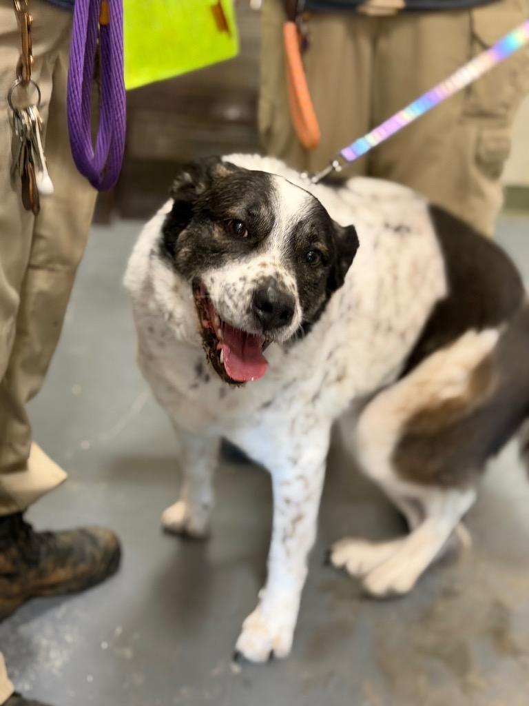 2026-03-137 * Apollo*, Adoptable, Senior Male Australian Cattle Dog / Blue Heeler.