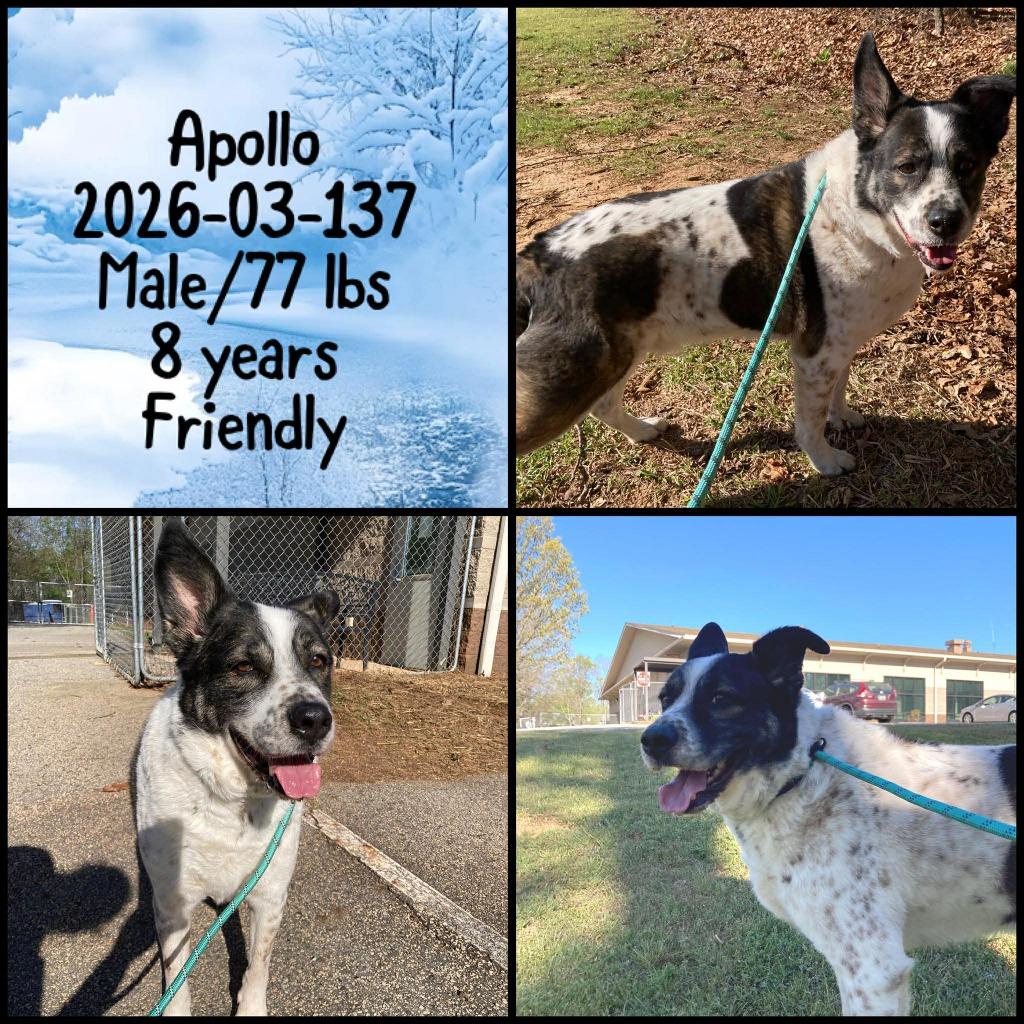 Enlarge 2026-03-137 * Apollo*, a Adoptable Australian Cattle Dog / Blue Heeler in Winder, GA image 2/2