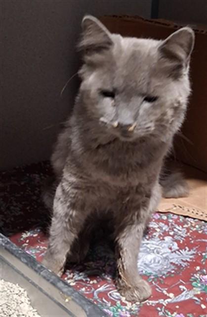Enlarge IRISH, a Adoptable Domestic Medium Hair in Bakersfield, CA image 1/1
