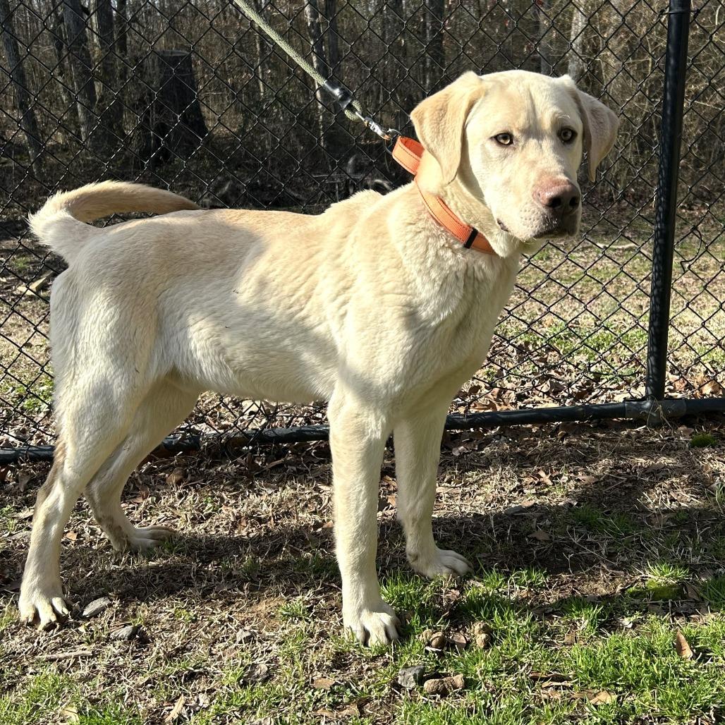 Enlarge (HOLD)(Found) Hudson, a Adoptable mixed breed in Cabot, AR image 2/4