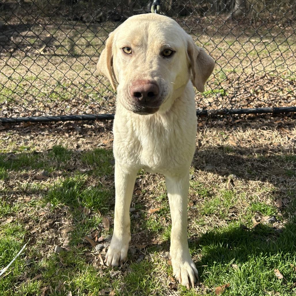 Enlarge (HOLD)(Found) Hudson, a Adoptable mixed breed in Cabot, AR image 3/4