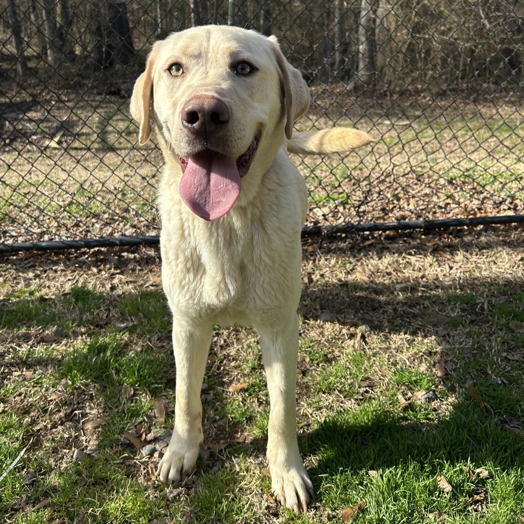 Enlarge (HOLD)(Found) Hudson, a Adoptable mixed breed in Cabot, AR image 4/4