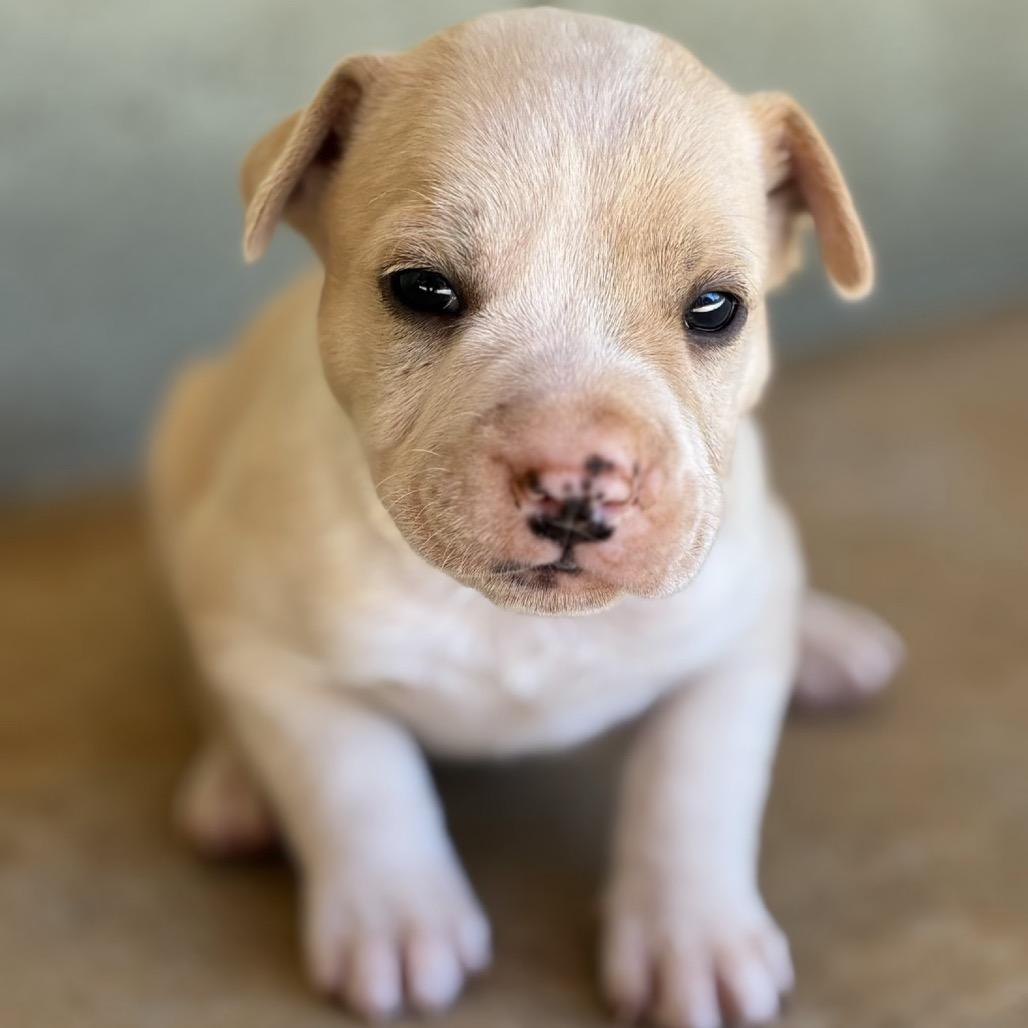 Storm, Adoptable, Puppy Male Retriever.