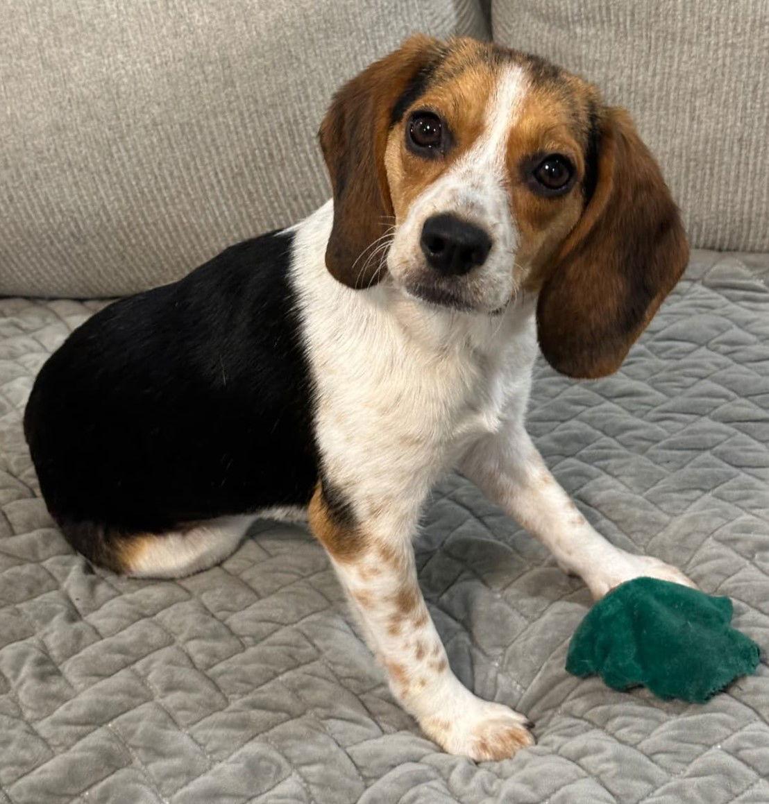 Enlarge Ashley, a Adoptable Beagle in Dunnellon, FL image 3/3