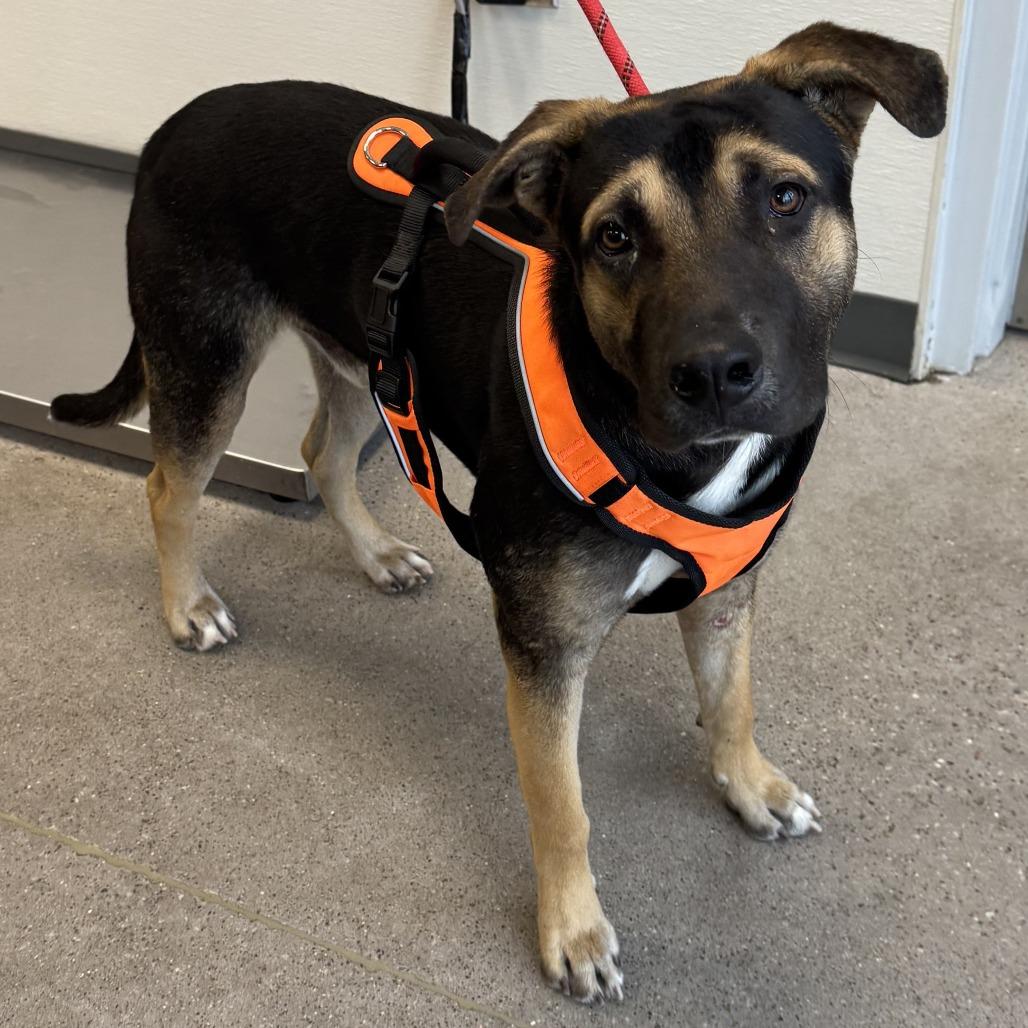 Enlarge Buddy, a Adoptable Mixed Breed in Las Cruces, NM image 2/6