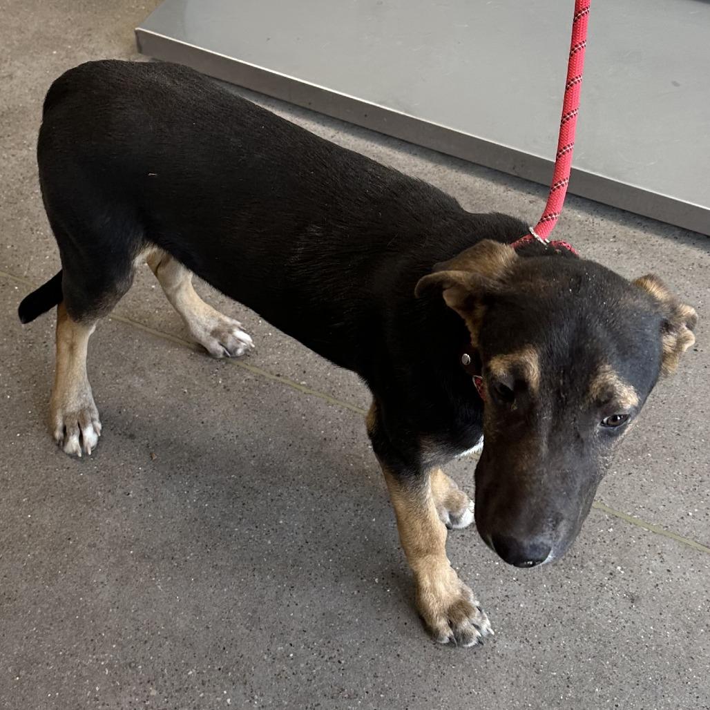 Enlarge Buddy, a Adoptable Mixed Breed in Las Cruces, NM image 3/6