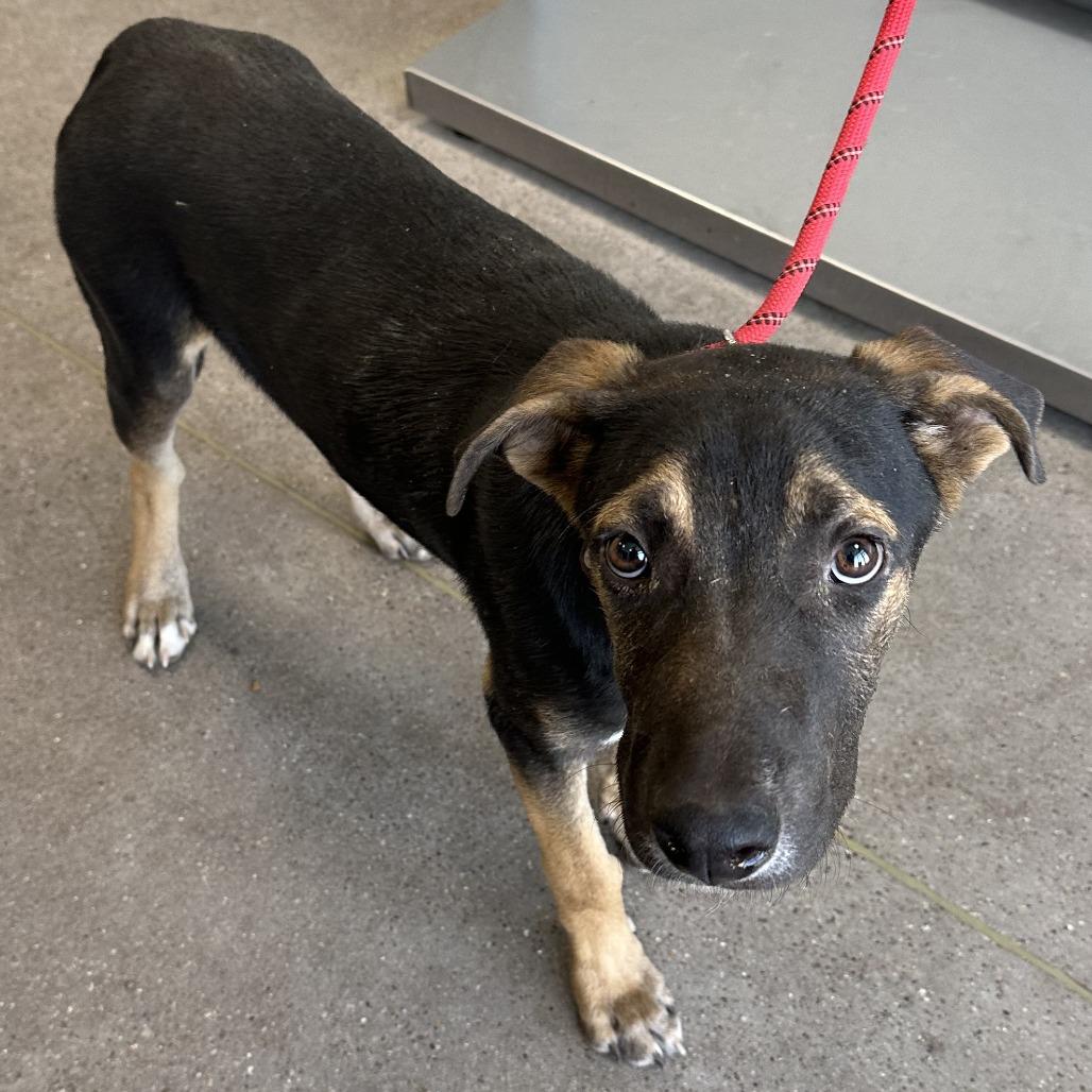 Enlarge Buddy, a Adoptable Mixed Breed in Las Cruces, NM image 4/6